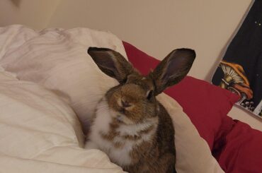 He was plotting and chewed my mouse and headset...