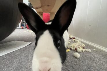 even if i did know what you’re talking about, i wouldn’t call it ~your~ pouff 🐰