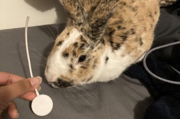 Bunny’s first crime 🤨