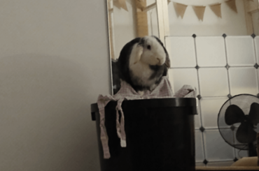 This isn't immediately obvious as buncomfortable, however that sheet she is sitting on is covering the spiky stems of a recently chopped tree. More in comments...
