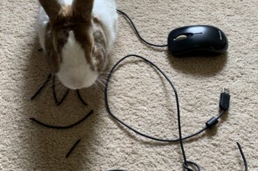 Hi I’m Bunzo and I’m a spicy hay addict