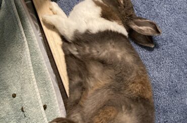 what a perfect nap spot 🥸