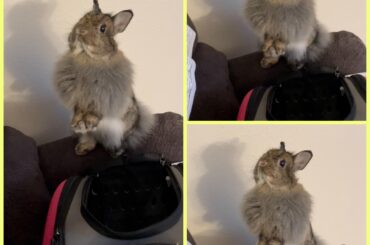 Somebody was wanting to go with mommy to work but I said no because I work with dogs and don’t need her stressing. So she looked cute instead 🥰🥰🥰❤️