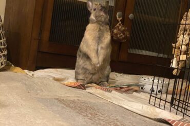 When he hears banana sounds