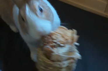 How quickly he goes from naughty too innocent