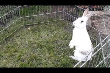 Rabbits look particularly cute when they stand up, but it is more than a charming habit. It has evolved for good reason.