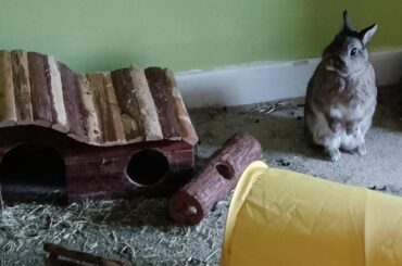 Where's my bugs human?