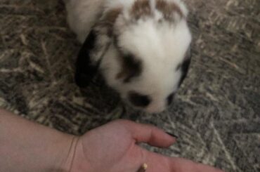 Maybe not shaming but he might be a killer. He made a shank after being put in his cage for peeing on the couch