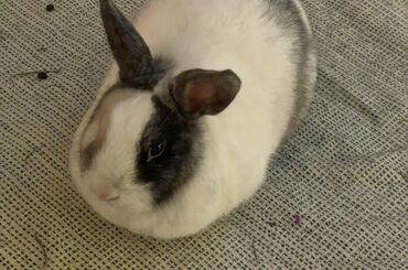 The most rotund loaf