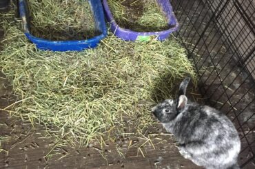 Astrid returning to the scene of the crime.