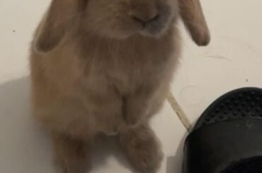 I am not a floor bunny