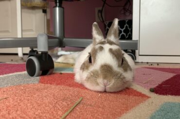 he *loves* sleeping here!