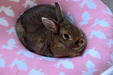 The best kind of doughnut filling