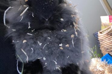 bubbs is on the naughty list this year!