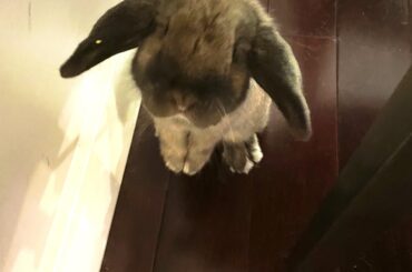 Any apple scrap for me?🥺