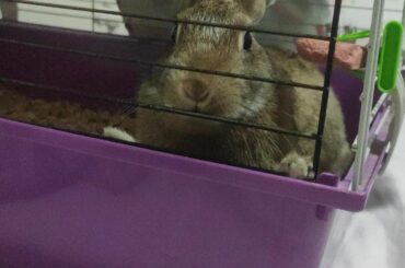 Don't let that innocent expression fool you- she just peed on my pillow, ON MY HEAD