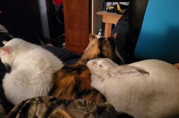 My Soot, loafed and snuggled into her favorite cat.