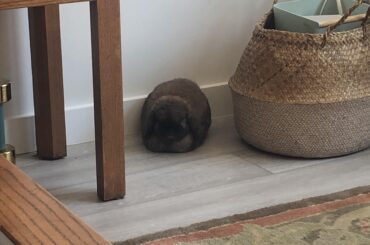 Coleslaw (read: ciabatta)