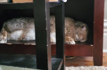 Harvey Doo likes sleeping in his book shelf cubby. I leave the bottom shelf of everything empty because he loves sleeping in them, especially this one right next to my bed. Here's his bunny butt for added joy 💗