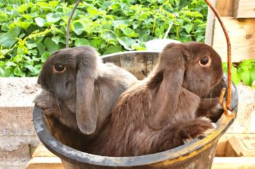 Luna and Chewy standing up. A couple of pics from last summer