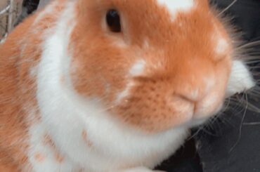 Today we said goodbye to our prize New Zealand boy Hercules💔🌈 just 2 weeks before the one year anniversary of loosing my first rabbit