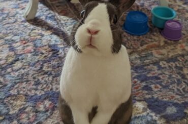 Here's the artful Dodger