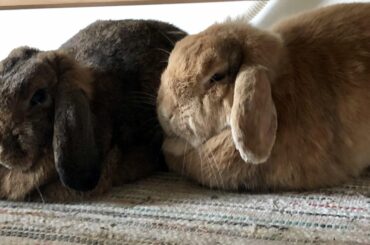 Brown for first course, white for pudding. Brown’s savoury, white’s the treat…