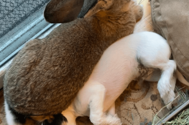 Warm and fuzzy "pillow"