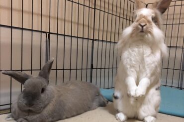 Bumbles standing watch over Maxie again, making sure her beauty sleep goes undisturbed.