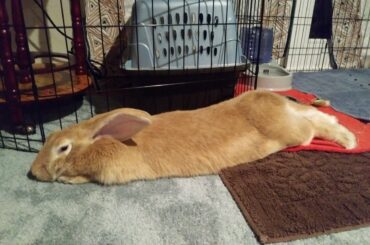 She just glides around the house like this.