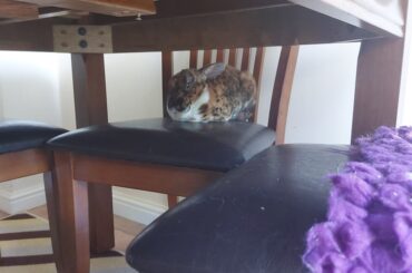 Loki and Ostara love a chair loaf