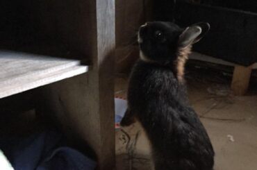 Bloob on the treat prowl