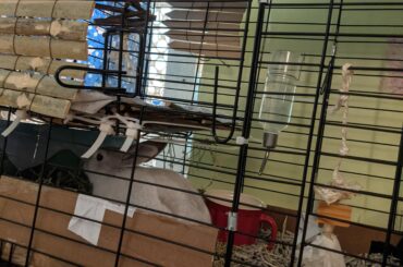 shut in his cage for the very first time. will NOT stop jumping over the 32" gate