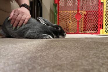 Augie gets in the most comfy positions, leaving me in the most uncomfy positions to give her pets — I’m hanging off the couch