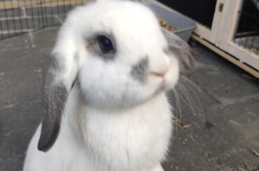 Bibi looks like she could be a plushie 🥺😍