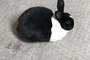 My loaf is mighty concerned about the blackberry stain on the carpet (which he, of course, made).