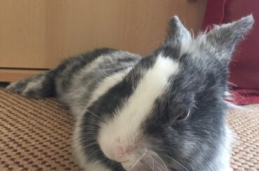 Just chillin’ (not mine)