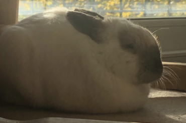 Ronnie enjoying a lazy autumn Sunday