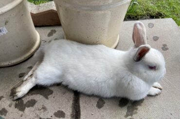Bun