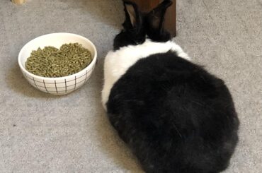 my bunny wants to be near the food at all times