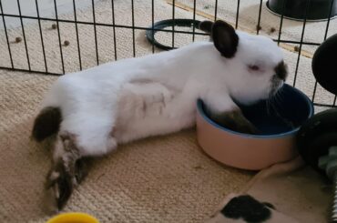 Name a better pillow than a ceramic bowl.