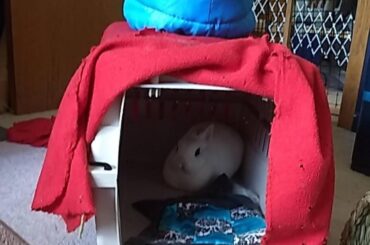 Enjoy some pics of my smol loaf