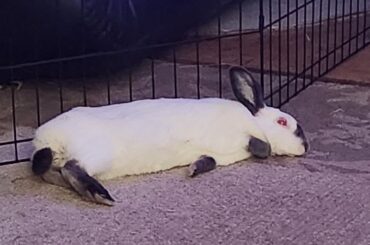 Rivers default setting is LONG