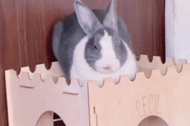 Lopsided loaf (not mine, spotted on @cecilthedutch)