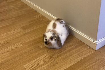 just a couple of loafs hanging out