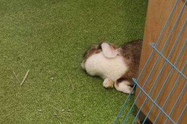 A pair of beautiful flops