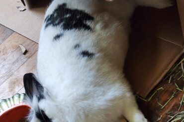 He can sleep anywhere