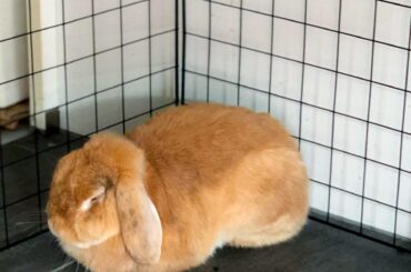 Freshly-baked loaf anyone?