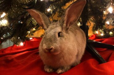 I think the Christmas loaf is almost ready ☺️