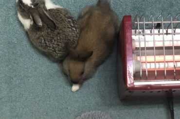 two loafs chilling next to a heater